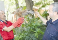 Kanadı kırık şahin yavrusu Hayvanat Bahçesi’ne gönderilecek