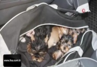 Kapıkule Sınır Kapısında 11 adet köpek yavrusu yakalandı