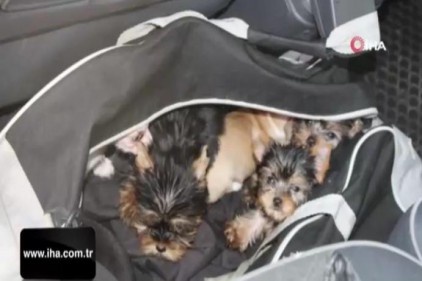 Kapıkule Sınır Kapısında 11 adet köpek yavrusu yakalandı