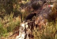 Kara ağaçkakan Tekirdağ'da görüntülendi