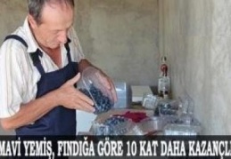 Karadeniz, dünyanın en iyi antioksidanını yetiştirecek