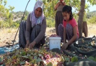 Karaman’da Antep fıstığı hasadı başladı