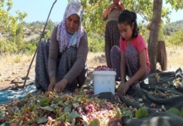 Karaman’da Antep fıstığı hasadı başladı 