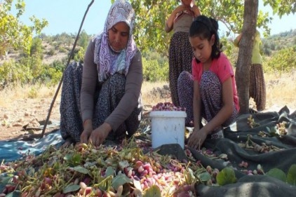 Karaman&#8217;da Antep fıstığı hasadı başladı 