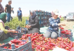 Karaman’da üretilen salçalık biberler Gaziantep’e geliyor