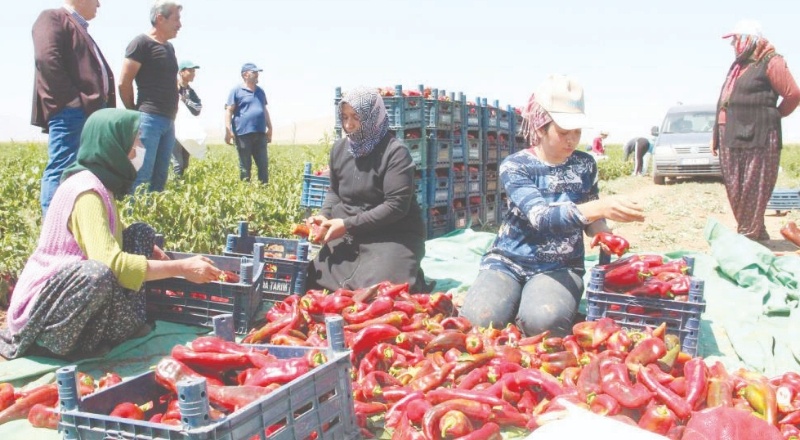 Karaman’da üretilen salçalık biberler Gaziantep’e geliyor