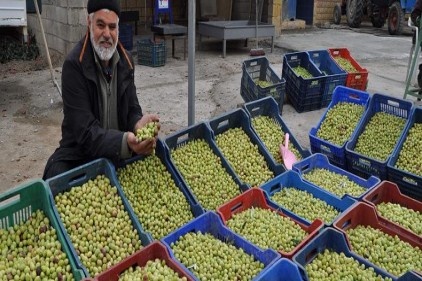 Karayolu üzerinde zeytin satılıyor 