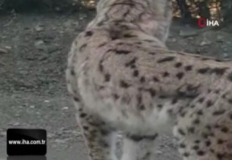 Karayoluna inen vaşağın umursamaz hali böyle görüntülendi