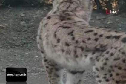 Karayoluna inen vaşağın umursamaz hali böyle görüntülendi