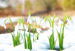 Kardelenleri koparmanın cezası 80 bin 465 liraya yükseldi