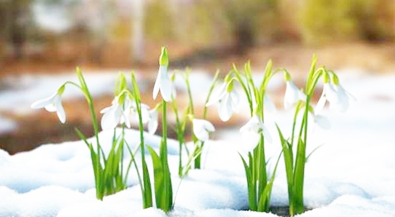 Kardelenleri koparmanın cezası 80 bin 465 liraya yükseldi