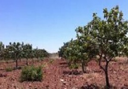 Kardeşlerin 'fıstık bahçesi' kavgasında 1 kişi yaralandı