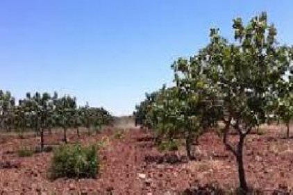 Kardeşlerin &#039;fıstık bahçesi&#039; kavgasında 1 kişi yaralandı