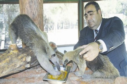 Karıncayiyenler geldi