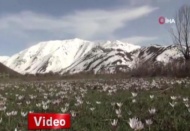 Karların erimesiyle ortaya çıktılar! Eşsiz manzara...