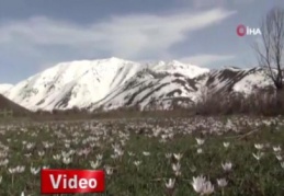Karların erimesiyle ortaya çıktılar! Eşsiz manzara...