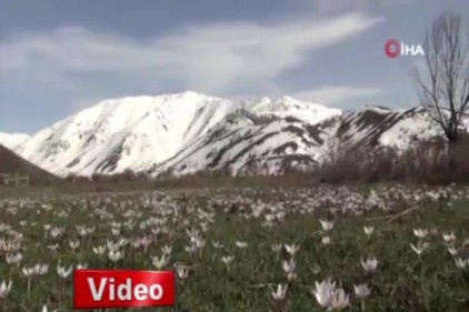 Karların erimesiyle ortaya çıktılar! Eşsiz manzara...