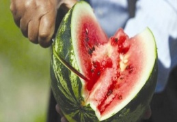 Karpuzda bu yıl kabak tadı olmayacak