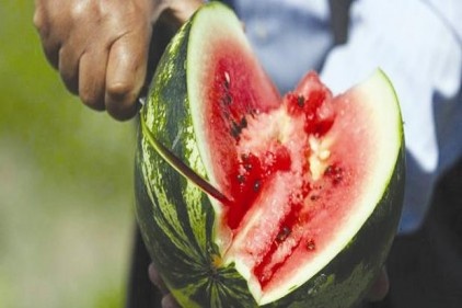 Karpuzda bu yıl kabak tadı olmayacak