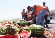 Karpuzlar yola saçıldı