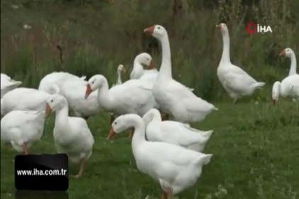 Kars&#039;ta kazlar besiye alındı