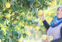 Kasım ayında bunları tüketeceğiz: Ayva, brokoli, yerli muz, pancar, kivi, turp