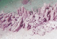 Kasımda yeniden müsilaj tekrarlayabilir