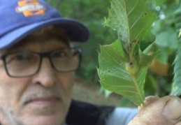 'Katil gal arısı' tehdidi büyüyor