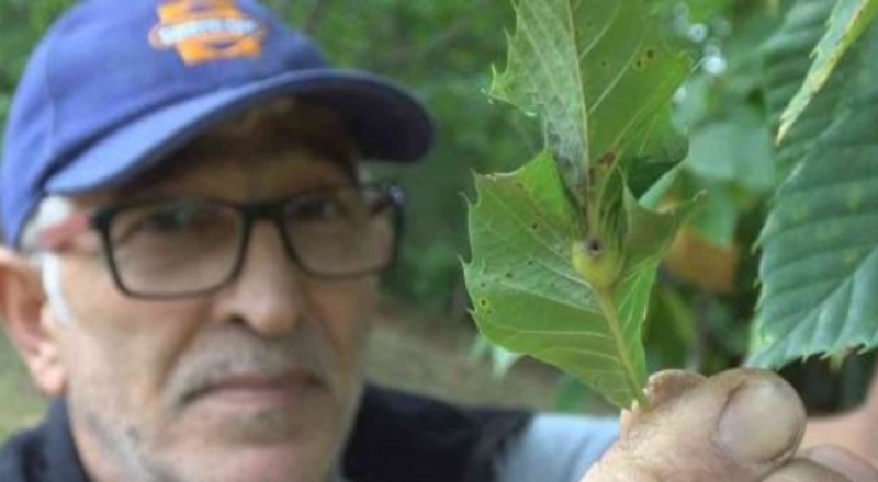 'Katil gal arısı' tehdidi büyüyor