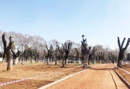 Kavaklık Parkı yeniden çimleniyor