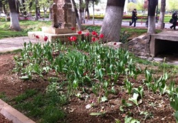 Kavaklık yürüme alanındaki laleler talan edildi