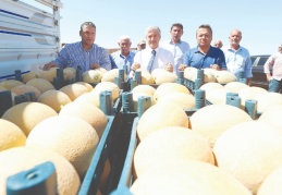 Kavun hasadı başladı