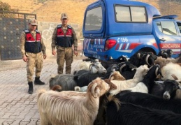 Kayıp küçükbaş hayvanlar bulundu