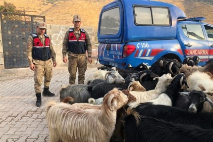 Kayıp küçükbaş hayvanlar bulundu