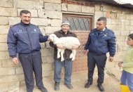 Kayıp kuzusuna kavuştu