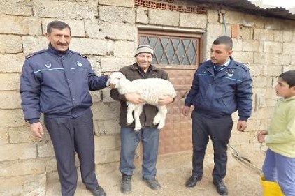 Kayıp kuzusuna kavuştu