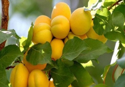 Kayısıyı bu yıl da don vurdu