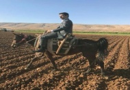 Kaymakam ata bindi, tarlalarda okula gitmeyen öğrenci aradı