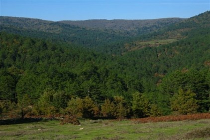 Kaz Dağları&#039;nın ölüm fermanı