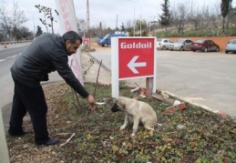 Kazada ayağı kırılan köpeğe sahip çıktı