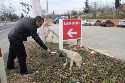 Kazada ayağı kırılan köpeğe sahip çıktı