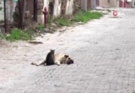 Kedi ile köpeğin dostluğu