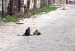 Kedi ile köpeğin dostluğu