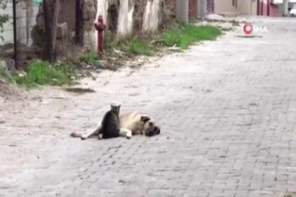 Kedi ile köpeğin dostluğu