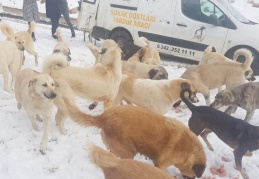 Kedi ve köpekler için 2.5 ton yem bırakıldı