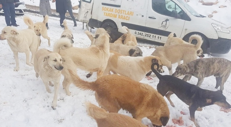 Kedi ve köpekler için 2.5 ton yem bırakıldı