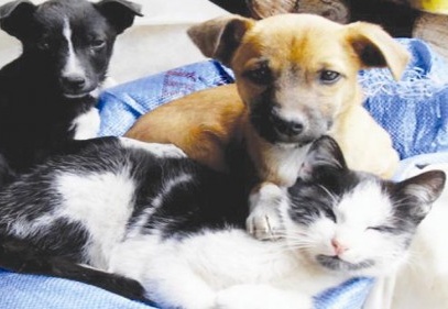 Kedi ve köpeklere mikroçipli kimlik