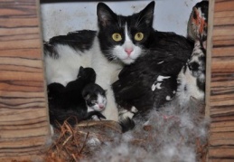 Kedi yavrularına ördek annelik yapıyor 