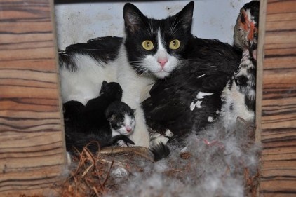 Kedi yavrularına ördek annelik yapıyor 