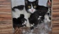 Kedi yavrularına ördek annelik yapıyor 